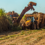 Estudo de caso cana